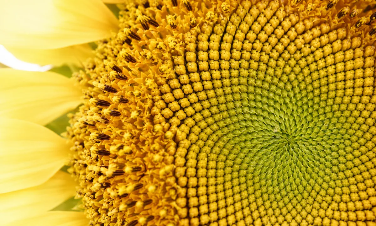 Photograph: macro sunflower seed head showing natural spiral phyllotaxis—real plant detail, evocative of lattice geometry.